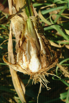 Symptôme de Balayette lié au démarrage de feuilles axillaires sur ail